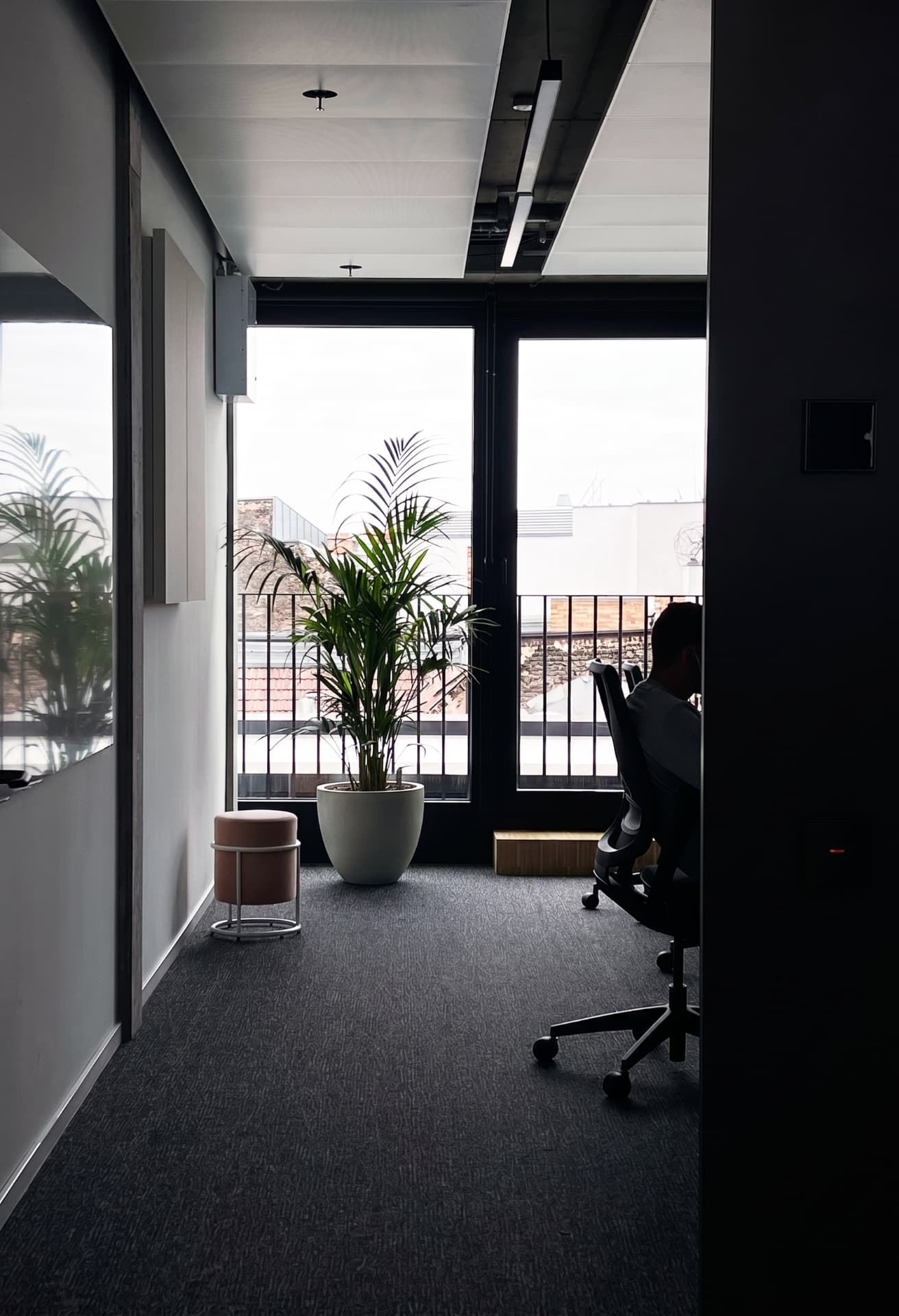 Kentia palm bringing greenery to a quiet office at Doctolib Berlin