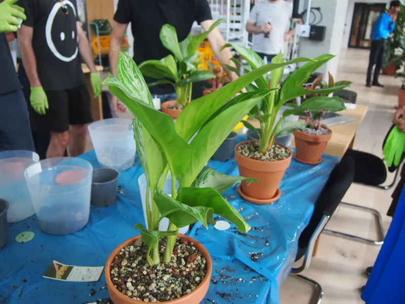 Projected slide on soil and substrate layers beside a table of potted plants and a watering can
