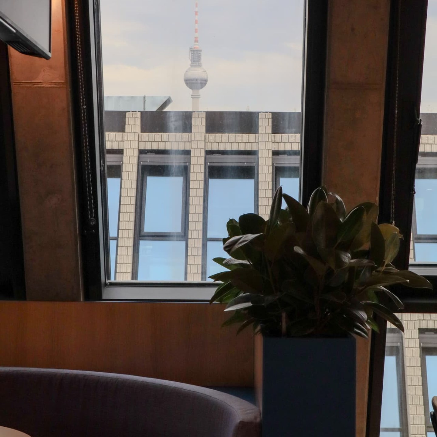 Rubber plant in Doctolib’s Berlin office with the Berlin TV Tower visible through the window