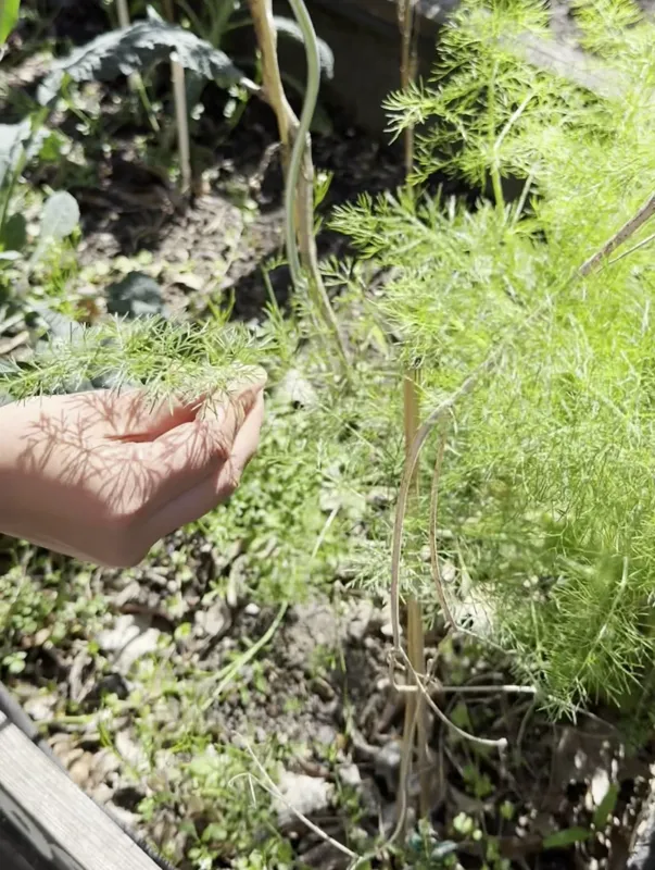 A hand cupping feathery dill fronds while harvesting herbs from a sunny garden bed
