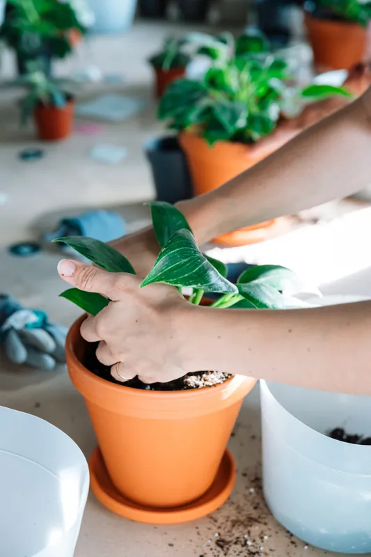 Hands firming soil around a variegated philodendron in a terracotta pot at a repotting table