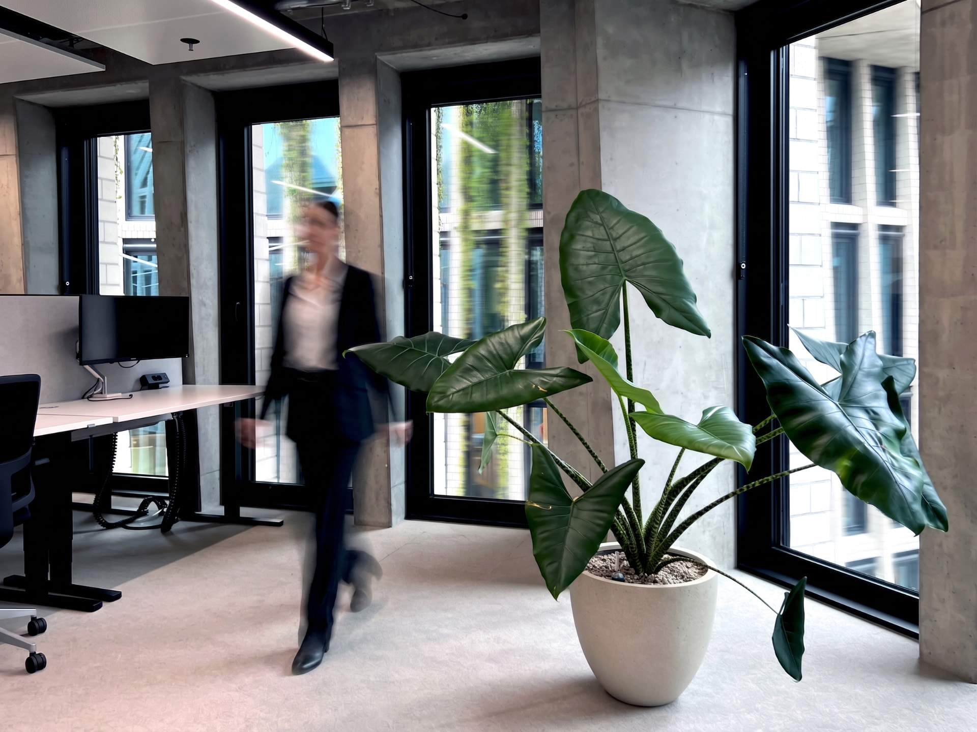 Large Alocasia planting in Doctolib’s Berlin office
