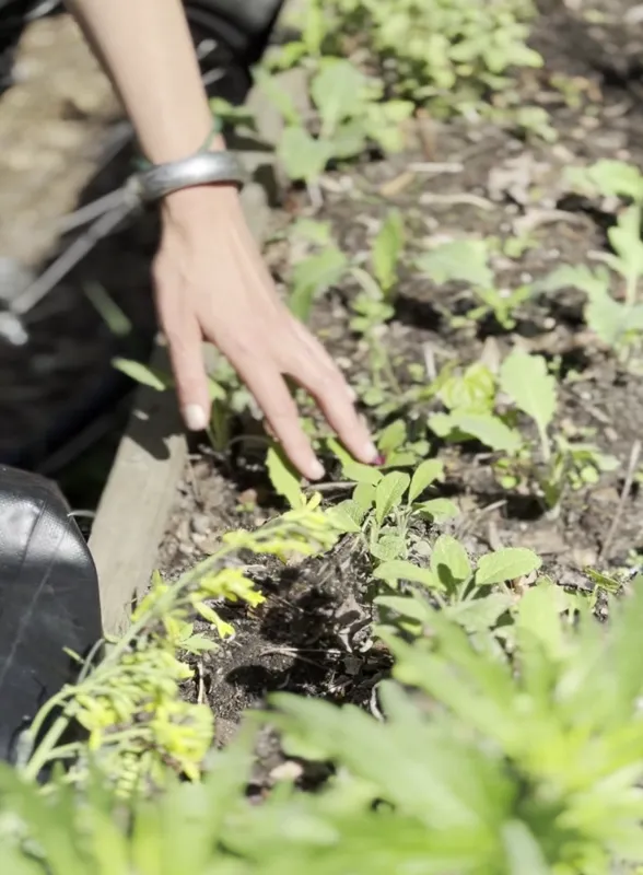 A hand reaching down to young seedlings growing in a sunlit raised garden bed
