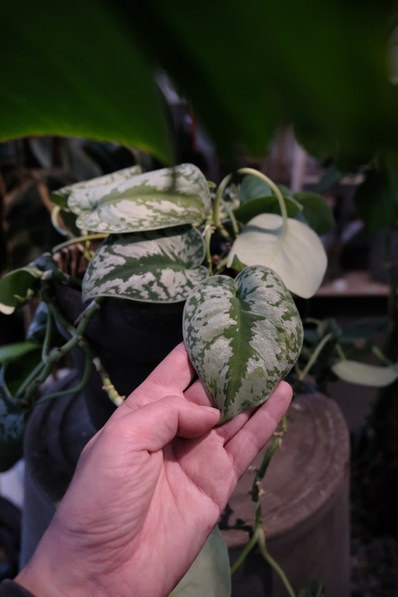 A hand presenting a silver-variegated satin pothos leaf in a plant-filled room