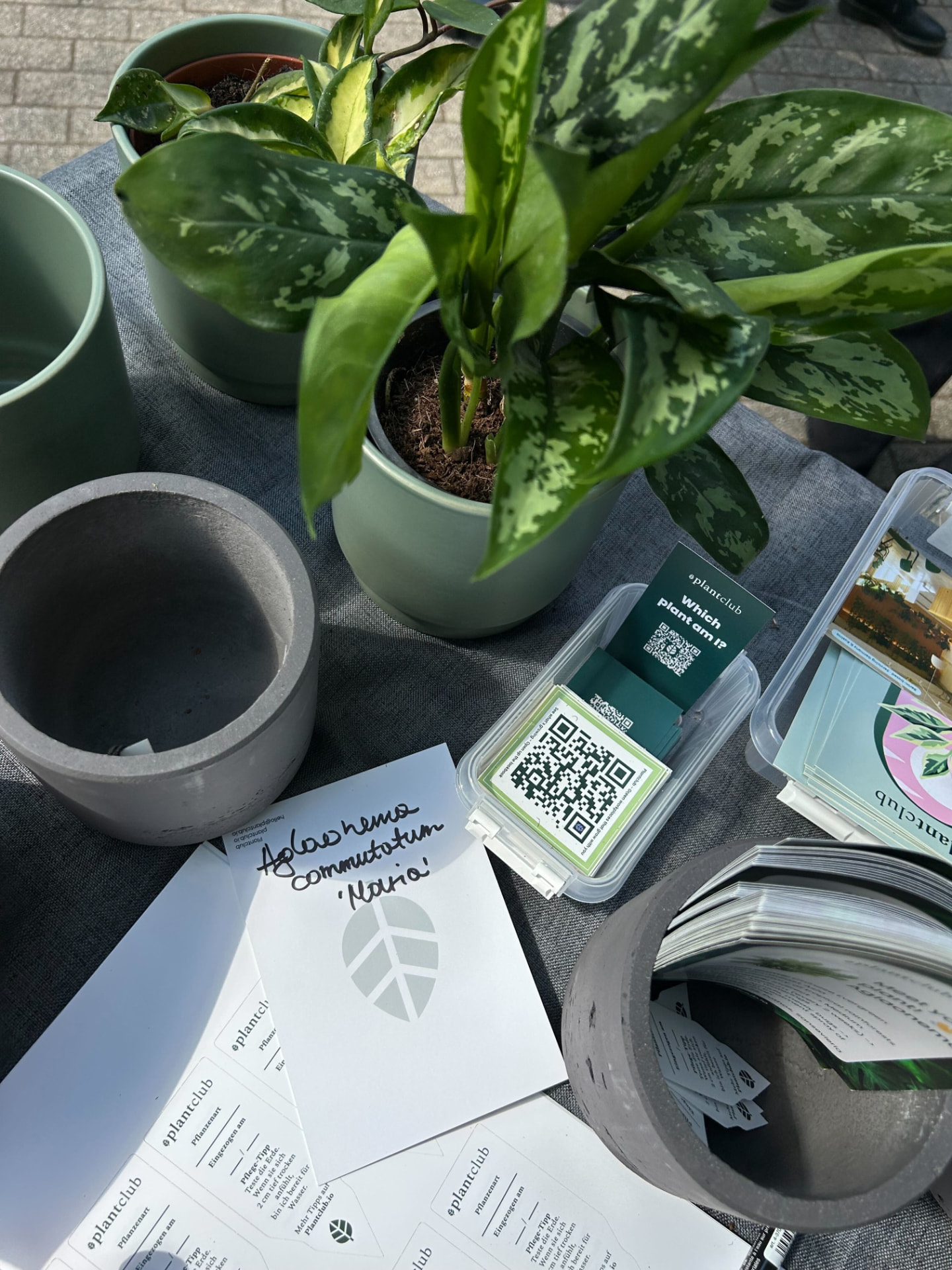 A table of potted plants, planters and Plantclub plant cards at a plant sale