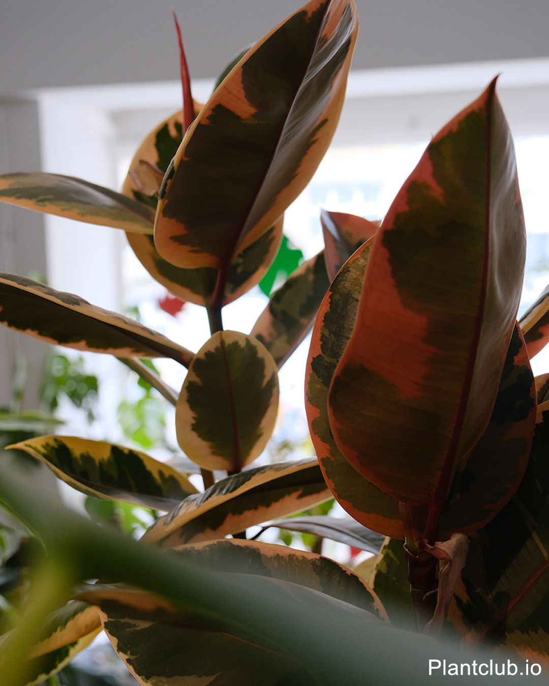 Variegated rubber tree at C2 Studio