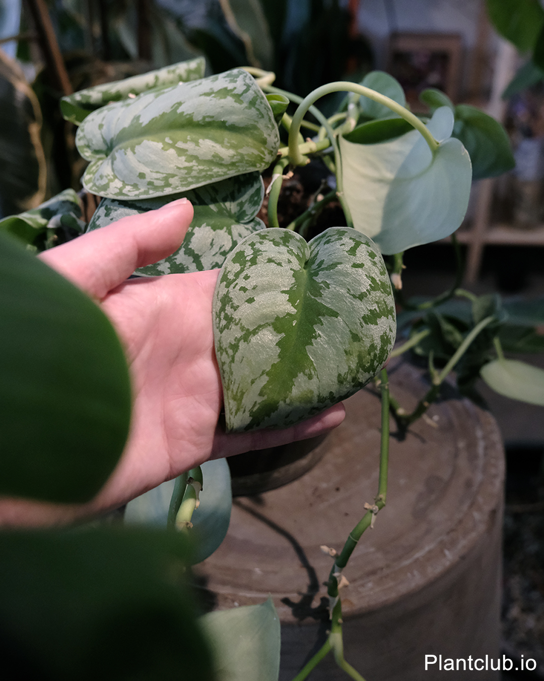 Scindapsus pictus held by hand at C2 Studio