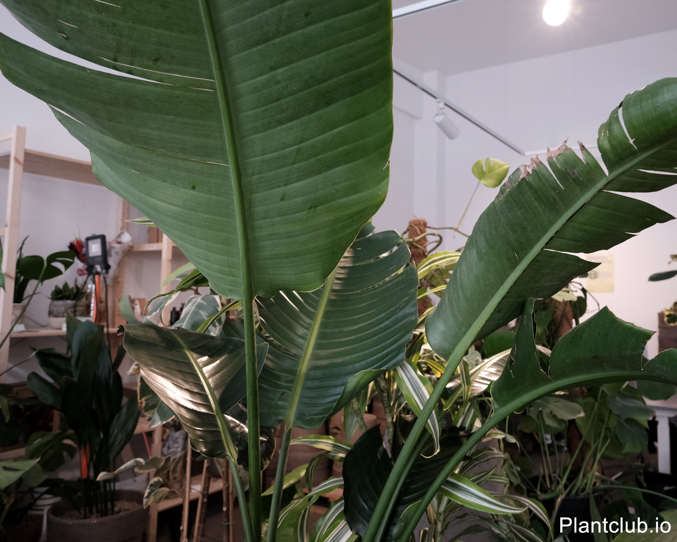 Strelitzia leaves filling the C2 Studio space