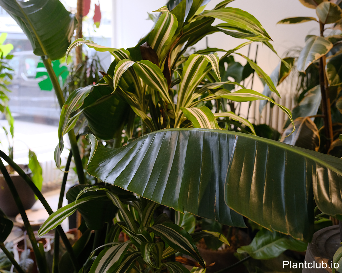 Variegated dracaena leaves at C2 Studio