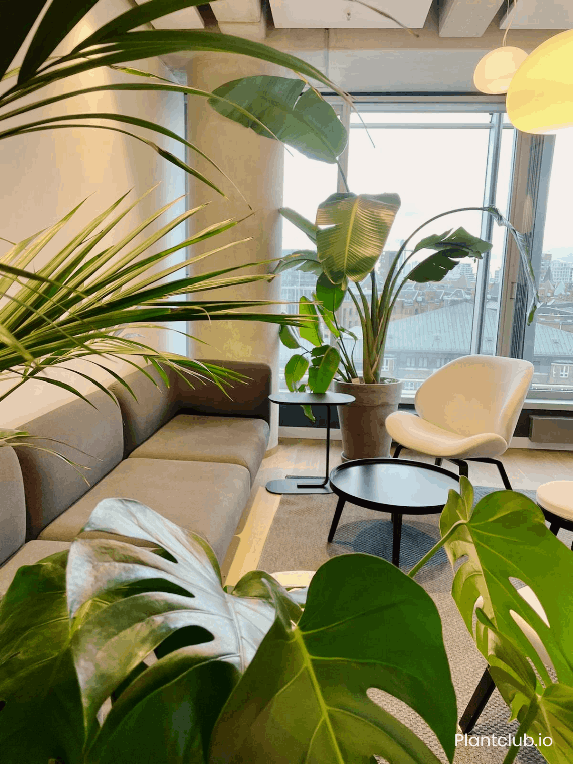 Office plants in Hamburg