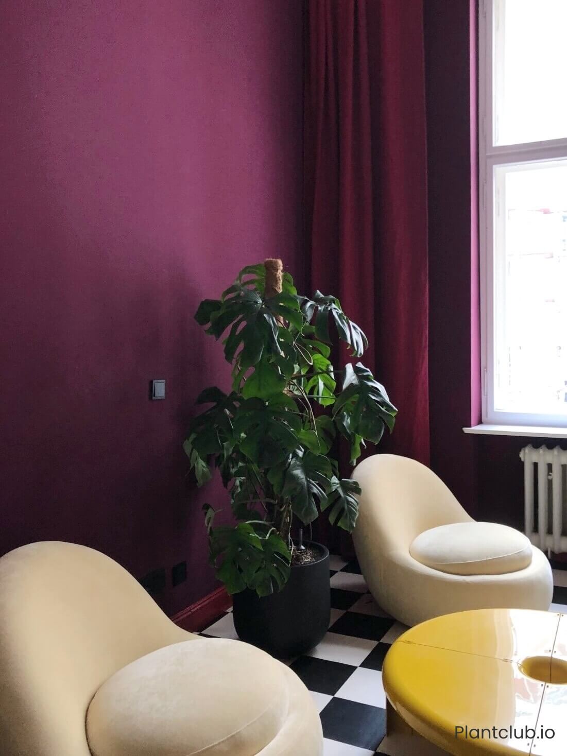 Plants in Berlin workspace